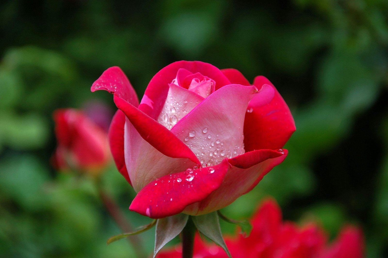 Vibrant red roses